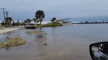 Birds Wade Through Flooding in Northeastern Florida