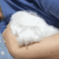Puppy GIF