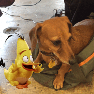 angry birds GIF by GIPHY CAM