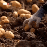 Potato Collect GIF by TRT
