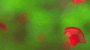 GIF by alanj saffron