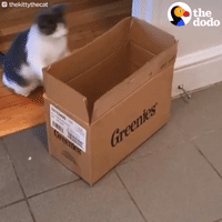 cat GIF by The Dodo