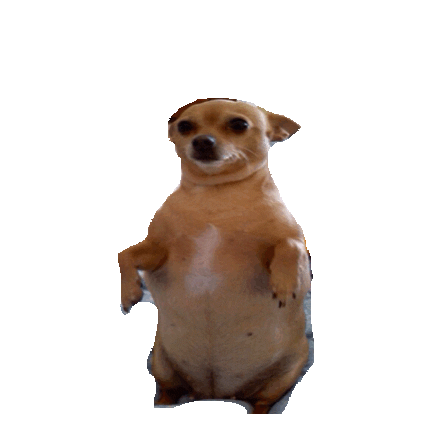 chihuahua STICKER by imoji