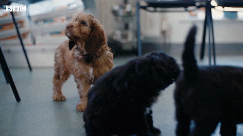 Bbc Two Cute Animals GIF by BBC