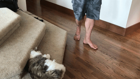 friends cats GIF