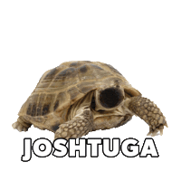 Turtle Josh Sticker by NOMB Surf