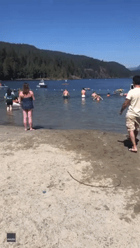 Beachgoers Surprised by Swimming Deer at Popular Vancouver Lake