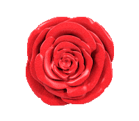 Red Roses Rose Sticker by Zappos