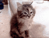 sleepy cat GIF