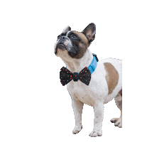 French Bulldog Sticker by Fibi & Karl