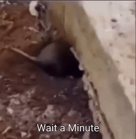 Wait There One Minute GIF