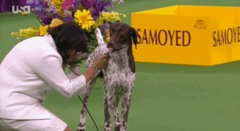 German Shorthaired Pointer GIF by Mashable