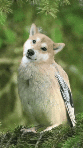 Shiba Inu Bird GIF