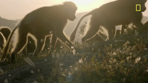 nat geo mountain GIF by National Geographic Channel