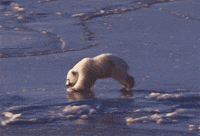So Proud Of This One Polar Bear Cubs Are Really Cute GIF by hoppip
