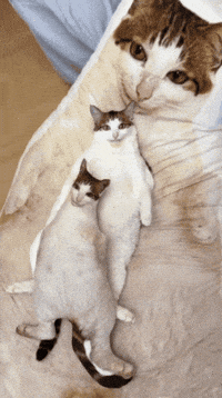 Bao Bao Cat Pillow GIF