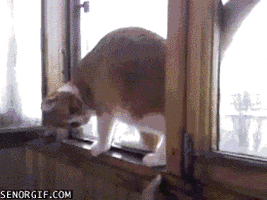 cat window GIF by Cheezburger
