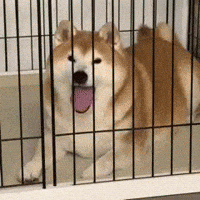 Tiger Shiba GIF