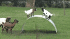 play goats GIF