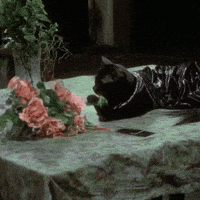 Cat Flowers GIF