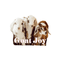 Baby Animals Goat Sticker by Lana Stenner