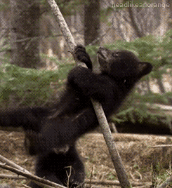 bear cub flip GIF