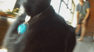 cats twinkle tush GIF by Digg