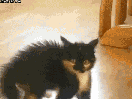 scared cat GIF