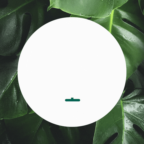 GreenMeUp giphyupload green onlineshop monstera GIF