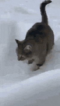 Cat Snow GIF