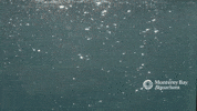 Sea Otter GIF by Monterey Bay Aquarium