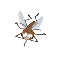 ISP-Zuerisee switzerland schweiz mosquito insects Sticker