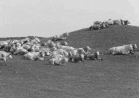 Film Cow GIF