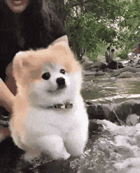 pomeranian GIF