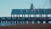 south carolina GIF