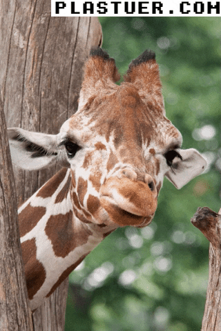 giphyupload GIF