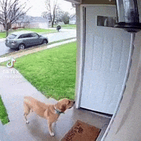 Donald Trump Dog GIF by Respective