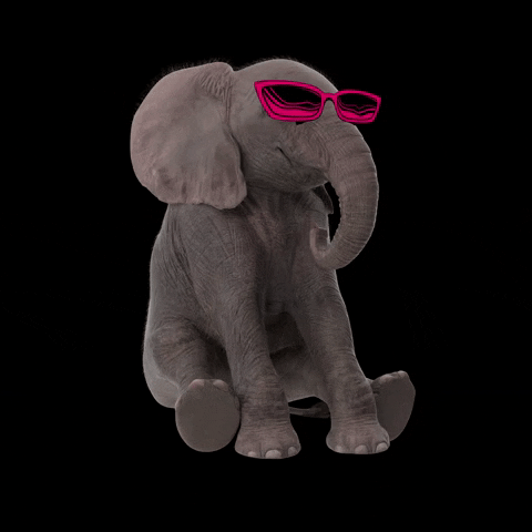 manadacriativa elephant oculos elefante esperando GIF