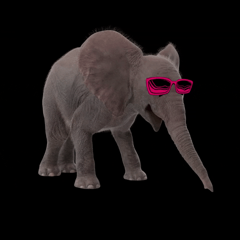 manadacriativa feliz elephant oculos rindo GIF