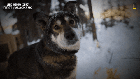Dog Reaction GIF by National Geographic Channel
