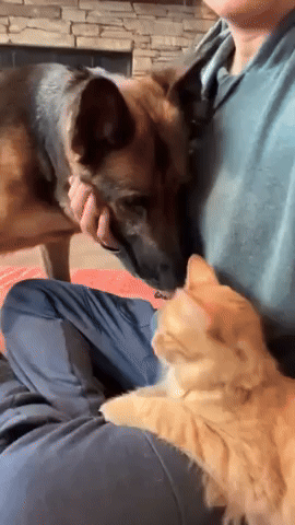 Dog 'Fascinated With Cats' Really Wants a Feline Friend