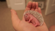 palm size GIF