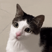 Cat Eyes GIF