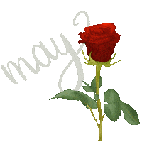 May Red Rose Sticker