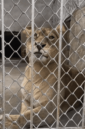 cuteanimalland giphygifmaker GIF