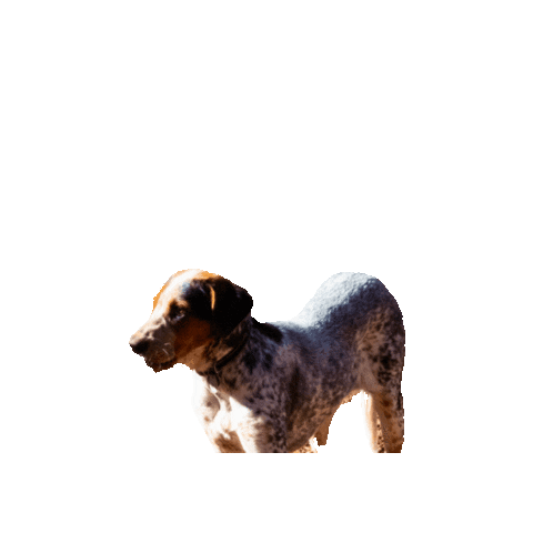 Blue Heeler Dog Sticker by JC Property Professionals