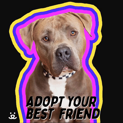 Adopt your best friend!