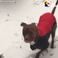 pit bull zoomies GIF by The Dodo
