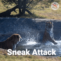 Sneak Attack Fun GIF by FOUR PAWS