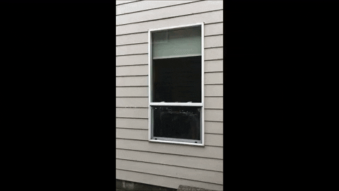 RootandWing giphygifmaker GIF